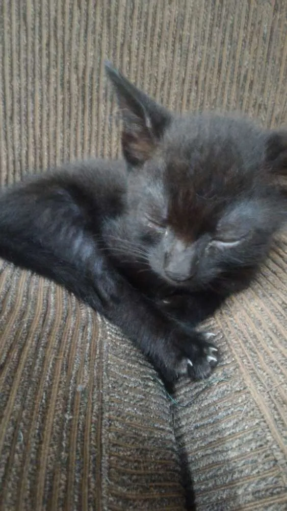 Gato ra a Vira lata idade 2 a 6 meses nome Sem nome