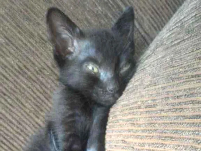 Gato ra a Vira lata idade 2 a 6 meses nome Sem nome