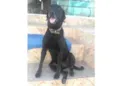 Negão