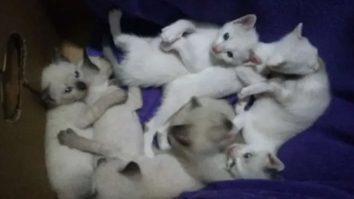 Gato ra a Nao sei informar  idade 2 a 6 meses nome Sem Nome