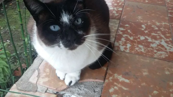 Gato ra a Snowshoe Siamês idade 5 anos nome Branca