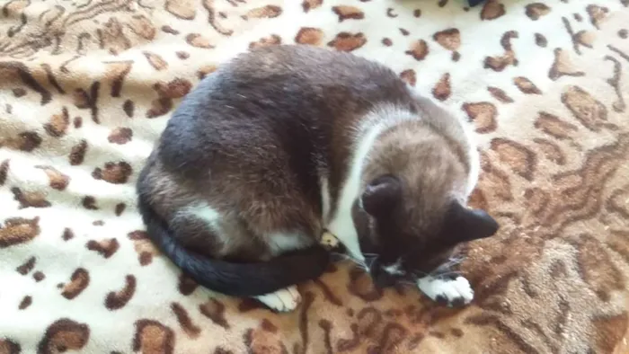 Gato ra a Snowshoe Siamês idade 5 anos nome Branca