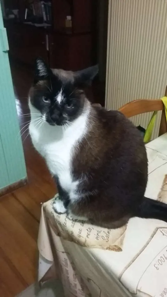 Gato ra a Snowshoe Siamês idade 5 anos nome Branca