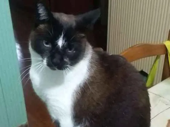 Gato ra a Snowshoe Siamês idade 5 anos nome Branca