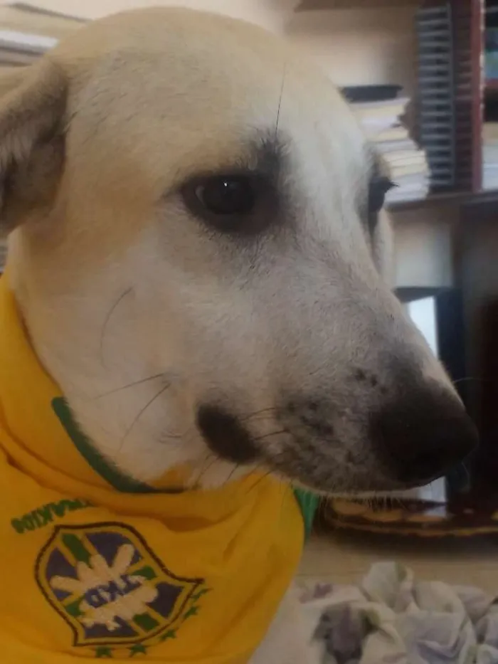 Cachorro raça srd idade 7 a 11 meses nome Thorr