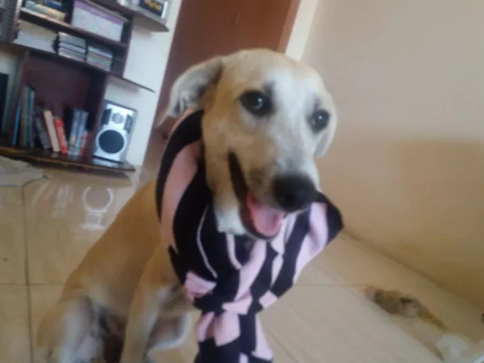 Cachorro raça srd idade 7 a 11 meses nome thorr