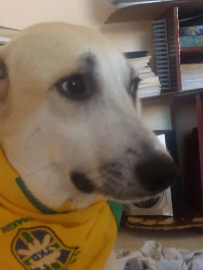 Cachorro raça srd idade 7 a 11 meses nome thorr