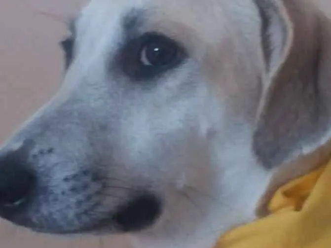 Cachorro raça srd idade 7 a 11 meses nome Thorr