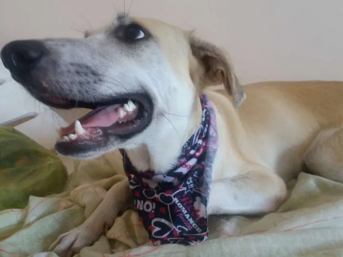 Cachorro raça srd idade 7 a 11 meses nome Thorr