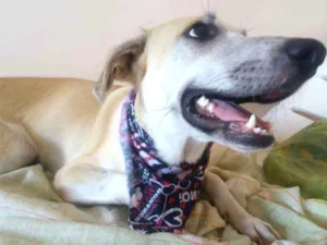 Cachorro raça srd idade 7 a 11 meses nome Thorr