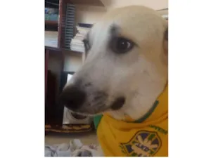 Cachorro raça srd idade 7 a 11 meses nome thorr