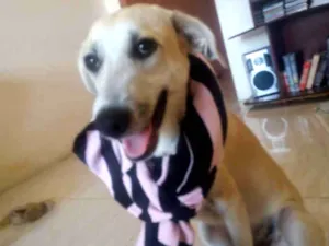 Cachorro raça srd idade 7 a 11 meses nome thorr