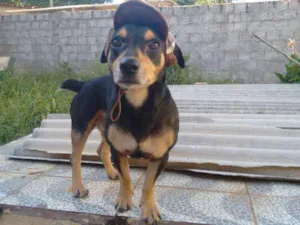 Cachorro raça Terrier brasileiro idade 6 ou mais anos nome Shaike