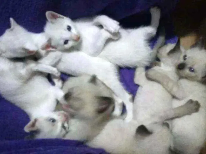 Gato ra a Nao sei informar  idade 2 a 6 meses nome Sem Nome