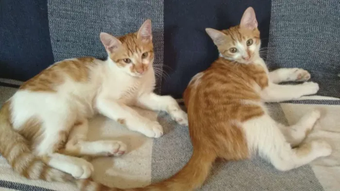 Gato raça SRD idade 7 a 11 meses nome Caramelo e Bóris