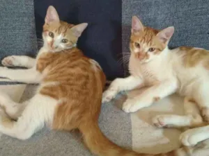 Gato raça SRD idade 1 ano nome Caramelo e Bóris