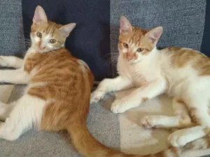 Gato raça SRD idade 7 a 11 meses nome Caramelo e Bóris