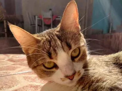 Gato raça Sem raça idade 1 ano nome Marvel