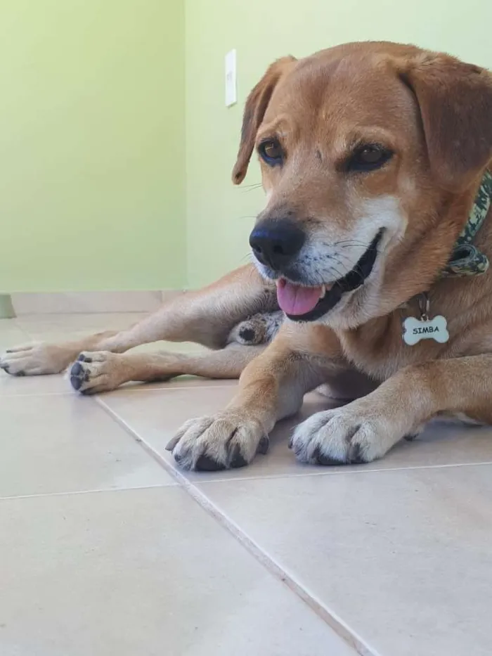 Cachorro ra a SRD idade 6 ou mais anos nome Simba