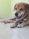 Simba