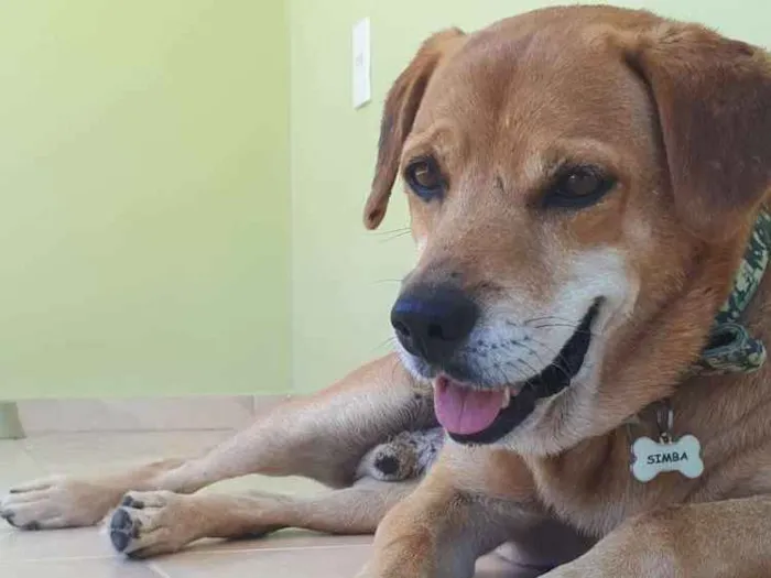 Cachorro ra a SRD idade 6 ou mais anos nome Simba