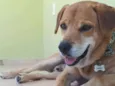 Simba