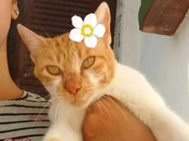 Gato ra a SRD idade 1 ano nome Alice