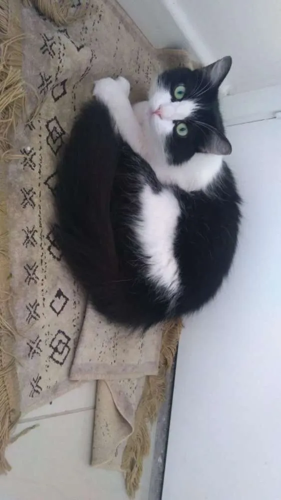 Gato ra a Indefinida idade 5 anos nome GUILBERT