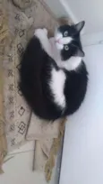 GUILBERT