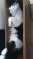 GUILBERT