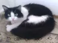 GUILBERT
