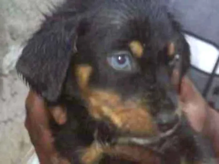 Cachorro raça Srd idade 2 a 6 meses nome Pititicos