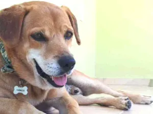 Cachorro raça SRD idade 6 ou mais anos nome Simba