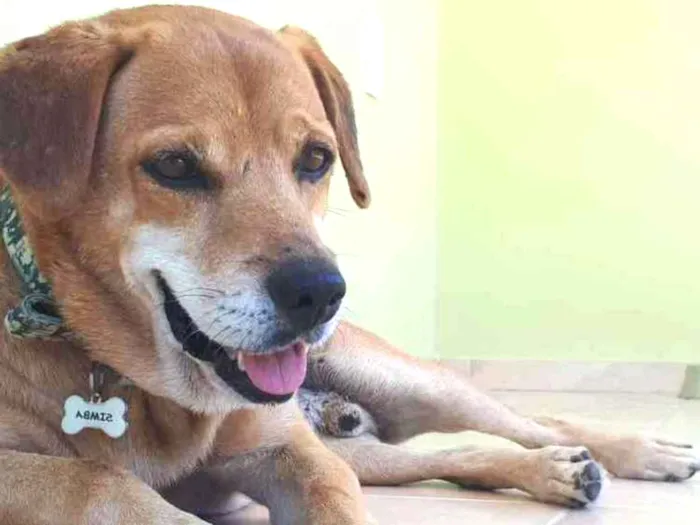 Cachorro ra a SRD idade 6 ou mais anos nome Simba
