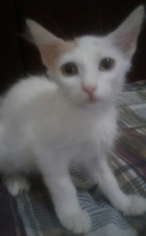 Gato ra a  idade 2 a 6 meses nome Leon, Britney, Ana