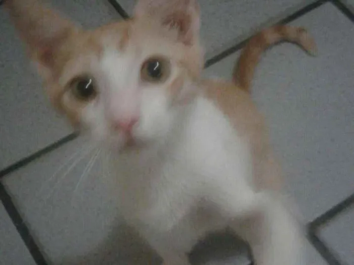 Gato ra a  idade 2 a 6 meses nome Leon, Britney, Ana