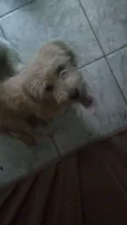 Honney(Provisório)