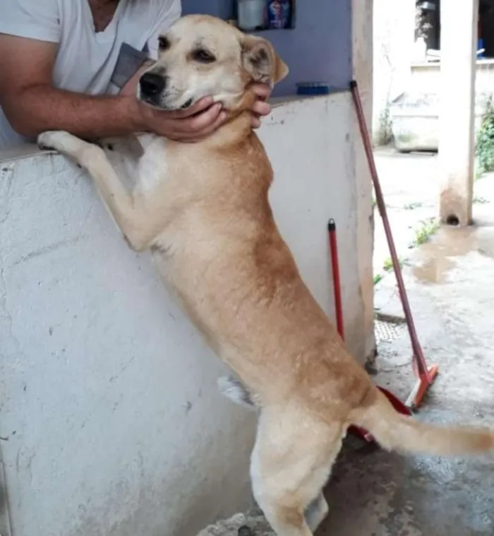Cão doação urgente