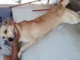 Cão doação urgente