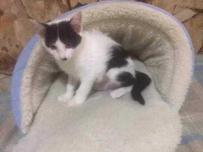 Gato raça Srd idade 2 a 6 meses nome Gatinhos