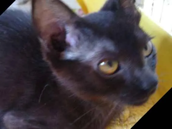 Gato raça Srd idade 2 a 6 meses nome Gatinhos