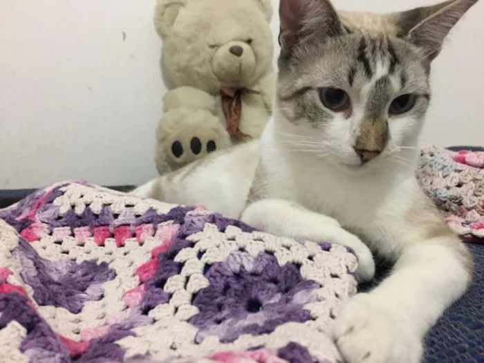 Gato ra a SRD idade 2 a 6 meses nome Pablo