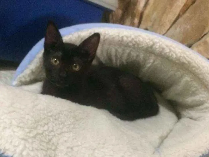 Gato raça Srd idade 2 a 6 meses nome Gatinhos