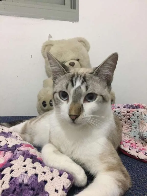 Gato ra a SRD idade 2 a 6 meses nome Pablo