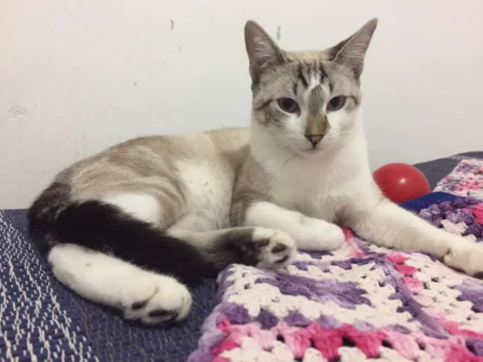 Gato ra a SRD idade 2 a 6 meses nome Pablo