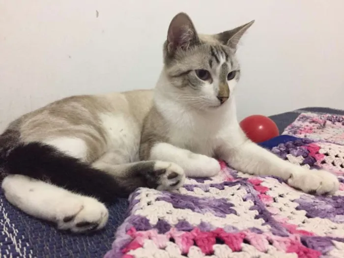 Gato ra a SRD idade 2 a 6 meses nome Pablo