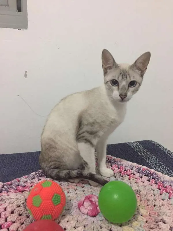 Gato ra a SRD idade 2 a 6 meses nome Nina