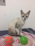 Nina