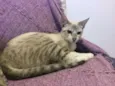 Nina