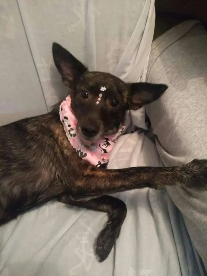 Cachorro raça Srd idade 1 ano nome Maju